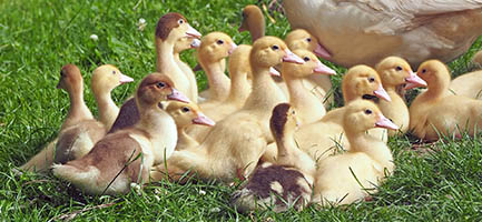 ducklings