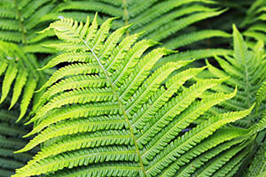 fern